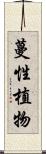 蔓性植物 Scroll