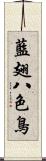 藍翅八色鳥 Scroll