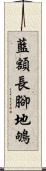 藍額長腳地鴝 Scroll