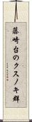 藤崎台のクスノキ群 Scroll