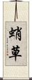蛸草 Scroll