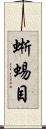 蜥蜴目 Scroll
