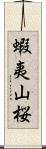 蝦夷山桜 Scroll