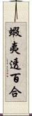 蝦夷透百合 Scroll