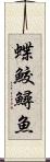 蝶鮫 Scroll