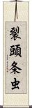 裂頭条虫 Scroll
