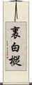 裏白樅 Scroll