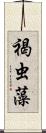 褐虫藻 Scroll