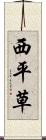 西平草 Scroll