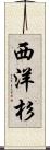 西洋杉 Scroll