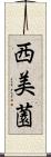 西美薗 Scroll