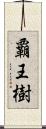 覇王樹 Scroll