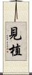 見植 Scroll