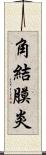 角結膜炎 Scroll