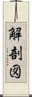 解剖図 Scroll