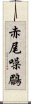 赤尾噪鶥 Scroll
