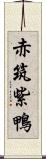 赤筑紫鴨 Scroll