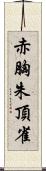 赤胸朱頂雀 Scroll