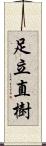 足立直樹 Scroll
