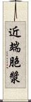 近端胞漿 Scroll