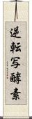 逆転写酵素 Scroll