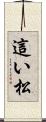 這い松 Scroll