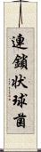 連鎖状球菌 Scroll