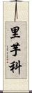 里芋科 Scroll