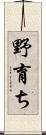 野育ち Scroll