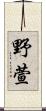野萱 Scroll