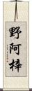 野阿梓 Scroll