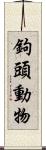 鉤頭動物 Scroll