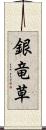 銀竜草 Scroll