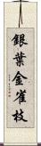 銀葉金雀枝 Scroll