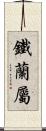 鐵蘭屬 Scroll