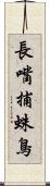 長嘴捕蛛鳥 Scroll