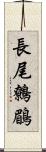 長尾鷯鶥 Scroll