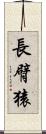長臂猿 Scroll