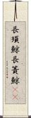 長須鯨 Scroll