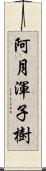 阿月渾子樹 Scroll