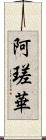 阿瑳華 Scroll