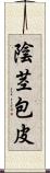陰茎包皮 Scroll