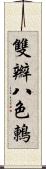 雙辮八色鶇 Scroll