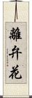 離弁花 Scroll