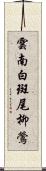 雲南白斑尾柳鶯 Scroll