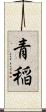 青稲 Scroll