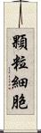 顆粒細胞 Scroll