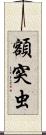 額突虫 Scroll