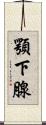 顎下腺 Scroll