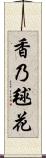 香乃毬花 Scroll